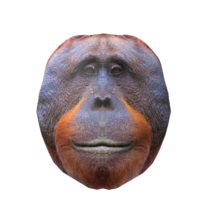 Realistic Orangutan Head Realistic Orangutan Head